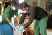 Thất kinh với công nghệ tẩy trắng trâu bò thối