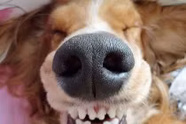 Khi động vật cười "không thấy trời đất đâu"