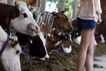 Ảnh cười Facebook: Chú bò “háo sắc“