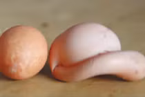 Kỳ lạ quả trứng gà mọc đuôi ở Trung Quốc