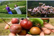 Tháng 4 lên Mộc Châu ngắm đỗ quyên, hái mận đào chín