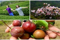 Tháng 4 lên Mộc Châu ngắm đỗ quyên, hái mận đào chín