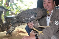 Chú chim đại bàng được ân nhân nuôi lớn ở Hà Tĩnh