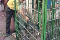 Bắt được trăn gấm quý hiếm nặng 45 kg