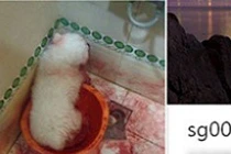 Tung ảnh ngược đãi, giết hại chó dã man gây phẫn nộ