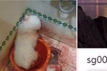 Tung ảnh ngược đãi, giết hại chó dã man gây phẫn nộ