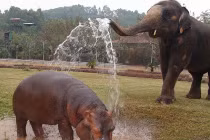 Ngộ nghĩnh động vật giải nhiệt