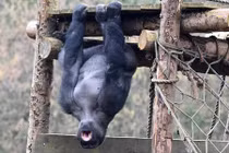 Khỉ đột to lớn “tập thể hình” khoe cơ bắp cuồn cuộn