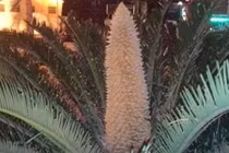 Cây vạn tuế ở bến Ninh Kiều trổ bông đầu năm mới