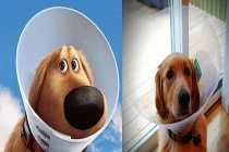 Ngộ nghĩnh nhân vật Disney ngoài đời thực (2)