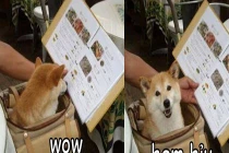 Giây phút “nguy hiểm” của động vật (42)