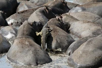 Cá sấu trèo tót lên lưng bầy hà mã để “quá giang“