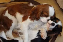 Khoảnh khắc dễ thương của động vật (13)