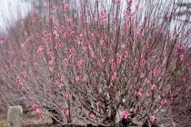 Hà Nội không đón tiếp khách tại các cơ quan Đảng dịp tết