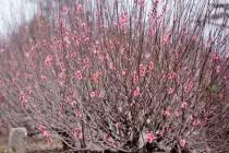 Hà Nội không đón tiếp khách tại các cơ quan Đảng dịp tết