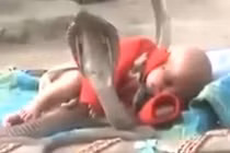 Đáng sợ 4 hổ mang chúa bò quanh bé gái đang ngủ