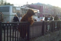 Ảnh độc chỉ có ở Nga (37)