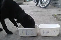 "Cún tiên tri" thất bại