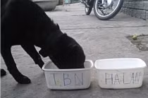 "Cún tiên tri" thất bại