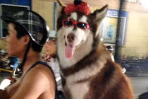 Chú chó “sành điệu” trên đường phố HN gây sốt
