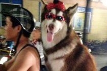 Chú chó “sành điệu” trên đường phố HN gây sốt