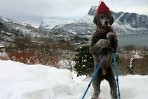 Khoảnh khắc dễ thương của động vật (15)