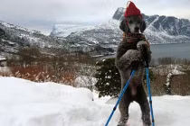 Khoảnh khắc dễ thương của động vật (15)