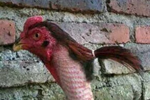 Khoảnh khắc hài hước: Tóc em đuôi gà