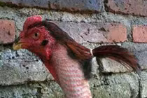 Khoảnh khắc hài hước: Tóc em đuôi gà