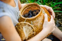 Bộ ảnh cậu bé miền Tây mò ốc không thể không yêu