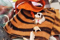 Kinh hoàng sọ thú quý hiếm được chào bán nhan nhản