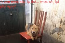 Hài hước ảnh chế Hà Nội ngập lụt sau cơn mưa lớn