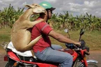 Động vật ngồi trên xe “vi vu” dạo phố