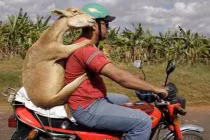 Động vật ngồi trên xe “vi vu” dạo phố