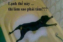 Giây phút “nguy hiểm” của động vật (44)