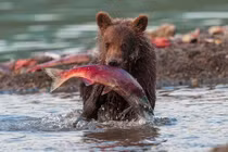 Màn săn cá hồi ngoạn mục của những chú gấu xám