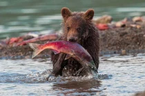 Màn săn cá hồi ngoạn mục của những chú gấu xám