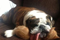 “Chiếc gối” êm ái của động vật