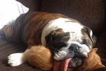 “Chiếc gối” êm ái của động vật