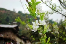 Mận rừng bung nở trắng trời Tây Bắc