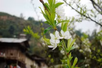 Mận rừng bung nở trắng trời Tây Bắc