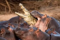 Bầy hà mã khổng lồ hợp sức cắn xé cá sấu