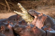 Bầy hà mã khổng lồ hợp sức cắn xé cá sấu