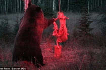 Chú gấu đứng chờ suốt 14 tiếng để ăn miếng “thịt điện“