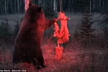 Chú gấu đứng chờ suốt 14 tiếng để ăn miếng “thịt điện“