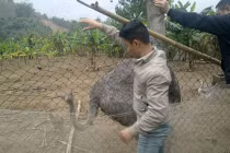 “Fan cuồng cởi trần” và ước mơ nuôi Đà Điểu