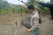 “Fan cuồng cởi trần” và ước mơ nuôi Đà Điểu