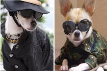 Những chú chó cực "sành điệu"