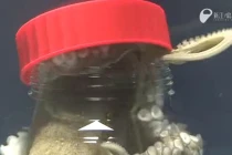 Bạch tuộc gồng mình mở nắp bình đóng kín thoát ra ngoài