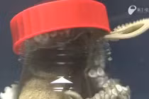 Bạch tuộc gồng mình mở nắp bình đóng kín thoát ra ngoài